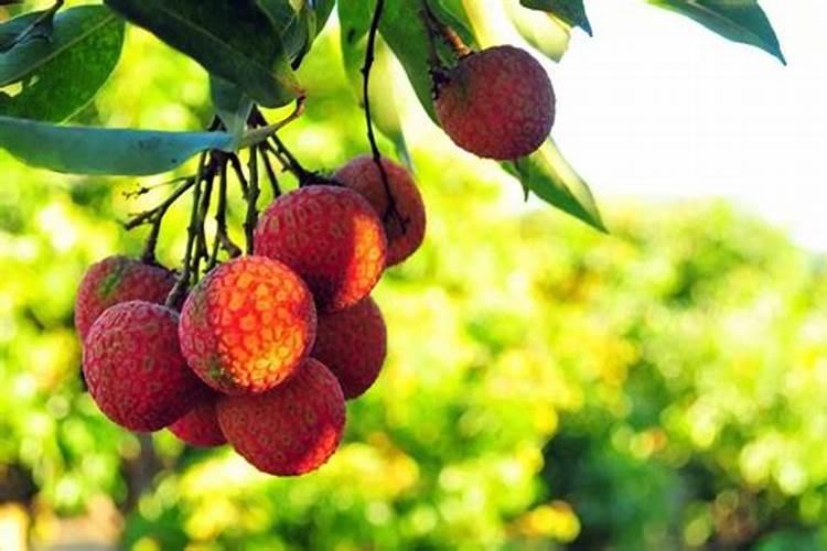 荔枝用什么药可以膨大