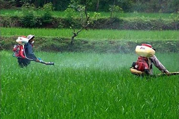 园林绿化冬季施肥要点