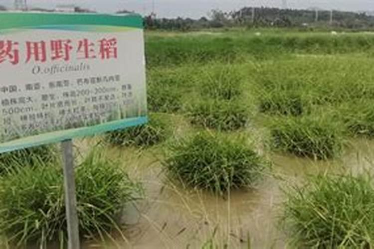 水稻细菌性条斑病的综合防治有哪些方法？