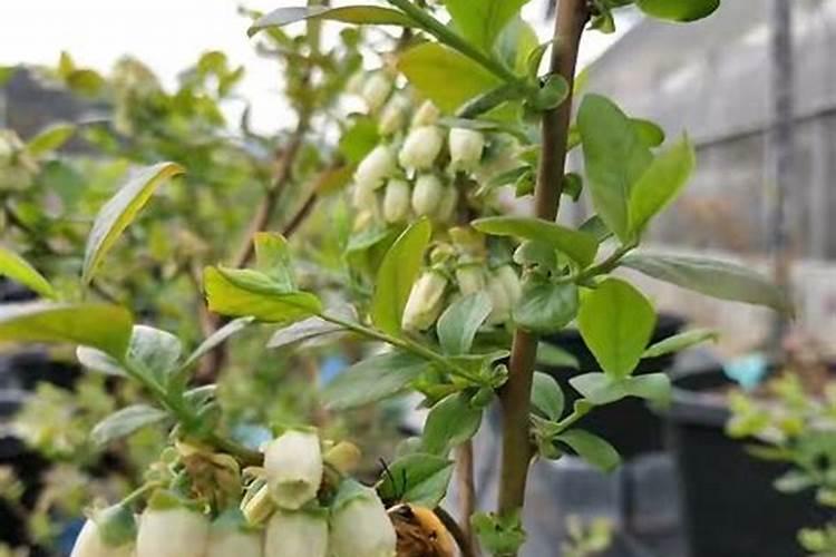 f6蓝莓树势弱条细怎样用肥亩用多少