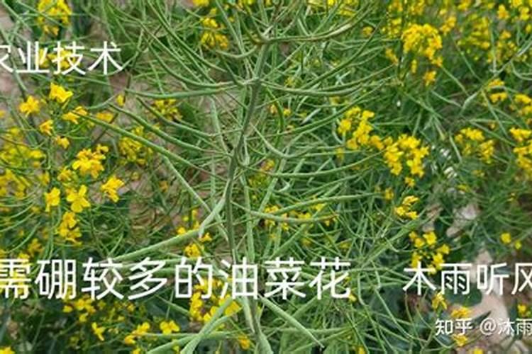 土豆施肥方法和注意事项 土豆施肥方法和注意事项都他有哪些