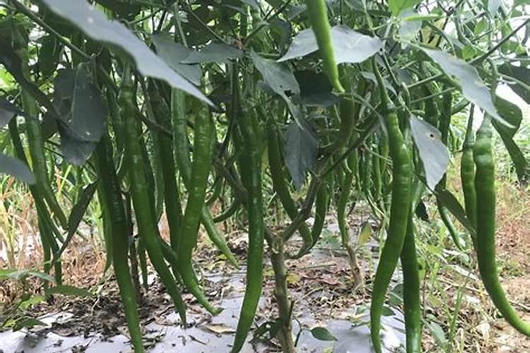 辣椒座果期冲施什么肥料好？辣椒膨果期用什么水溶肥好？
