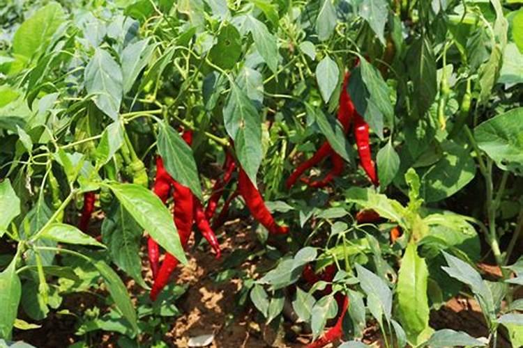 辣椒结果期用什么水溶肥效果好？辣椒膨大期专用叶面肥？