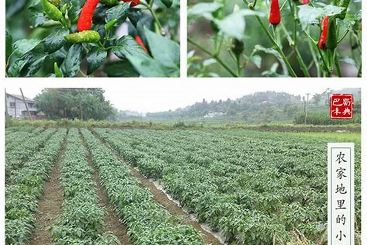 大辣椒怎样使用冲施肥,使用啥含量阿每个生育期都怎样冲。