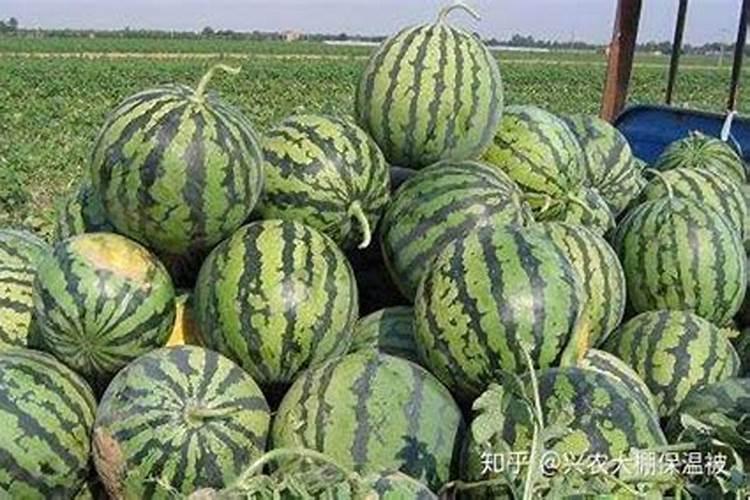 西瓜打什么东西水多还甜的很