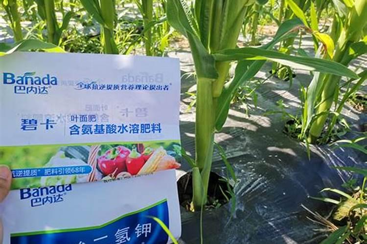 磷酸二氢钾和钙肥正确使用方法