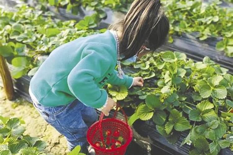 草莓用什么肥料最好？怎样使草莓既好看又好吃？