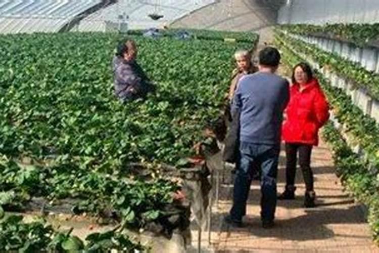 草莓挂果期施什么肥料好？草莓结果期追施用什么肥料？