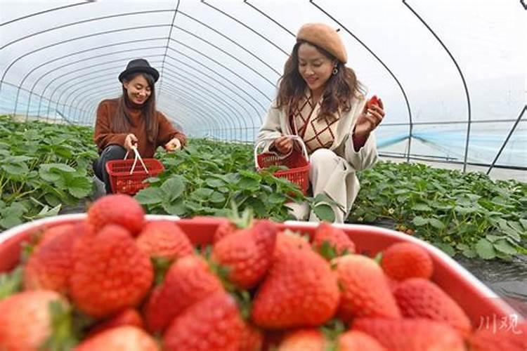 一般给草莓施什么肥最好