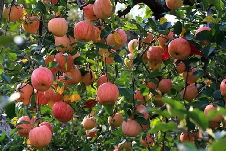 果树什么时间补硼效果更好？很多果农补了很多硼,但都浪费了