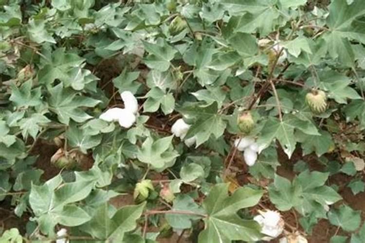 棉花施肥使用什么肥料？棉花该如何施肥？
