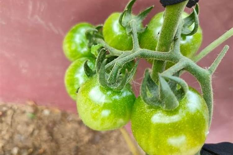 膨果转色肽一桶20公斤,一亩地一次性冲施完可以吗