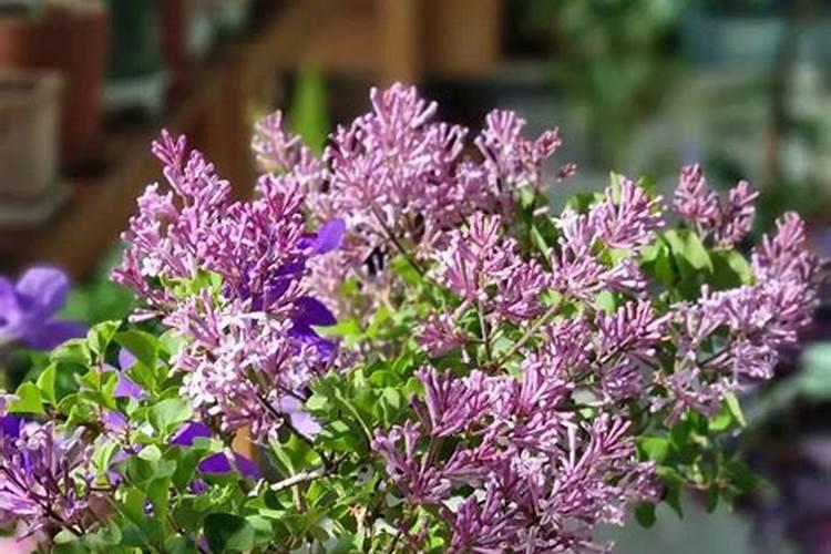 磷酸二氢钾正确施肥方法