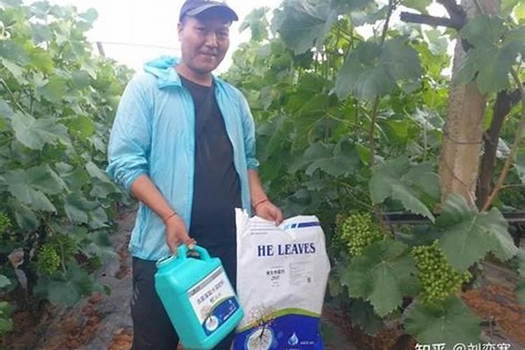 葡萄树施什么肥最好
