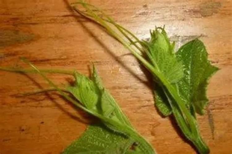 葫芦为什么还不开花