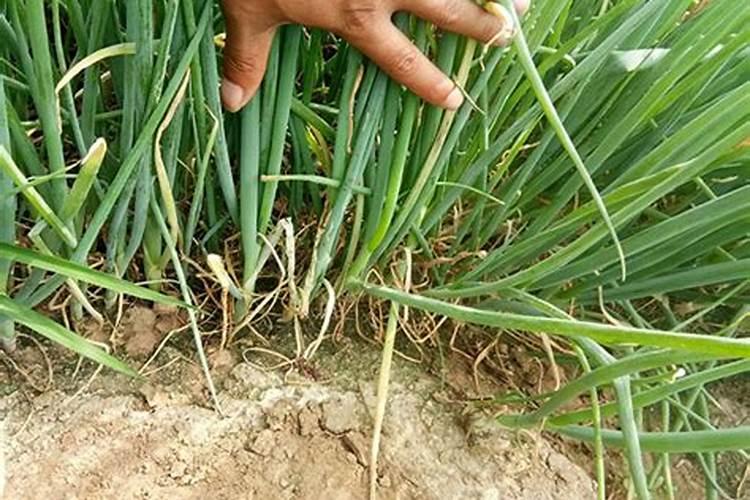 橡皮树施什么肥好