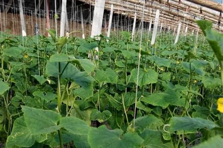 黄瓜冲施什么牌子水溶肥好(黄瓜用什么水溶肥产量高)