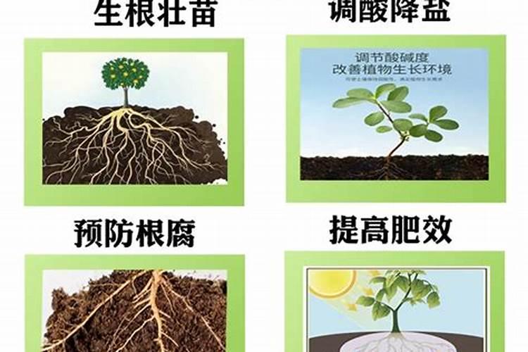 种韭菜施什么肥好 而在大棚里的韭菜