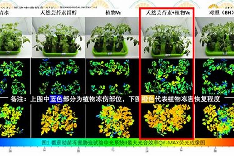 果树上什么肥料最好 果树专用肥有哪几种