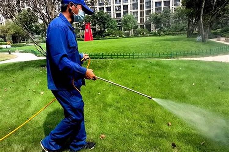 草坪腐霉枯萎病特效药