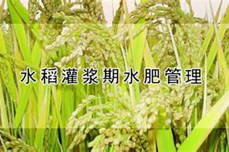 水稻灌浆期是什么时候？水稻灌浆期的管理要点