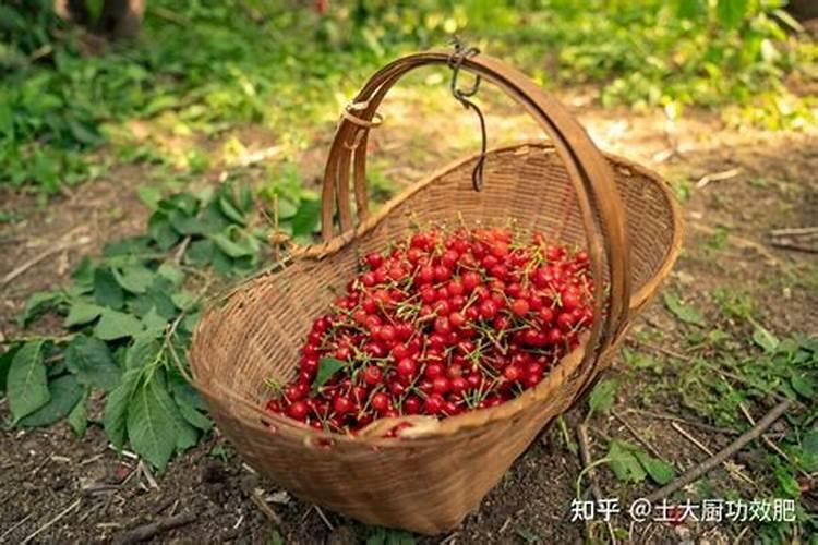 大樱桃开花期浇水影响樱桃早熟吗