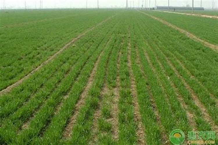 花生什么时候追肥合适？