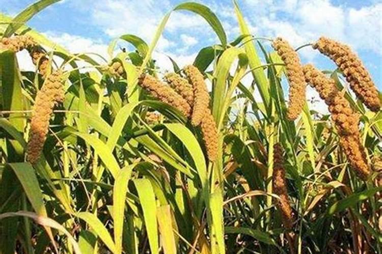 种谷子用什么肥料好