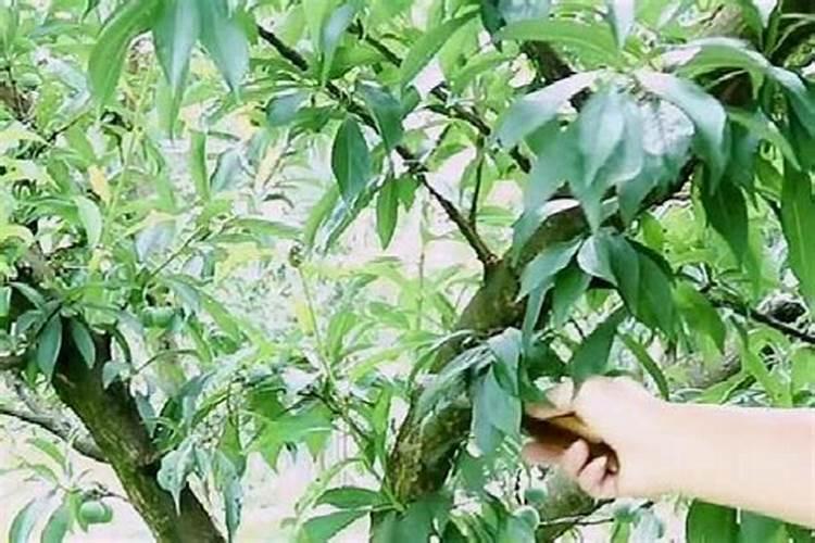清明节期间如何做好果园倒春寒现象 果树养殖技巧总结