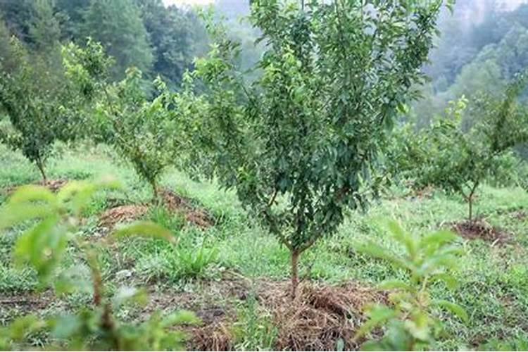 种植桃树防病施肥管理如何做？桃树增甜用什么肥料好