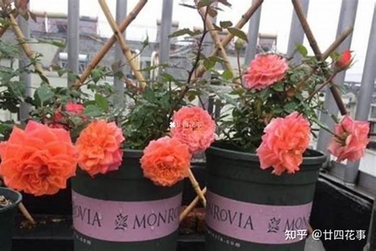 鱼蛋白在葡萄上色期可以使用吗