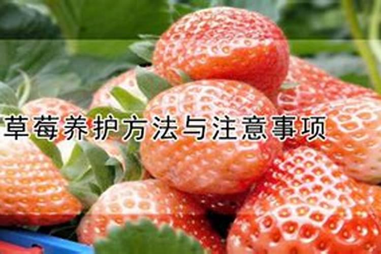 草莓高钾肥的使用方法