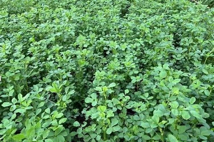 紫花苜蓿施什么肥长得快花卉百科