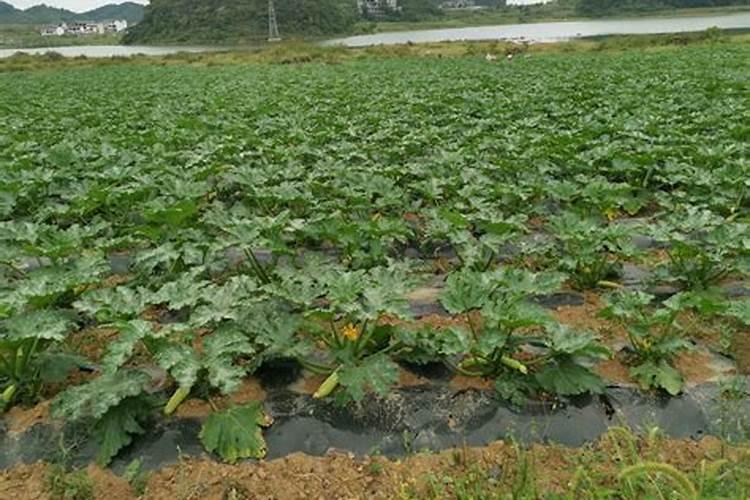 西葫芦的施肥误区和西葫芦的施肥要点都有什么？