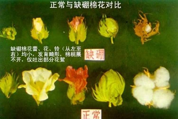 棉花缺硼症状怎么及时施肥？