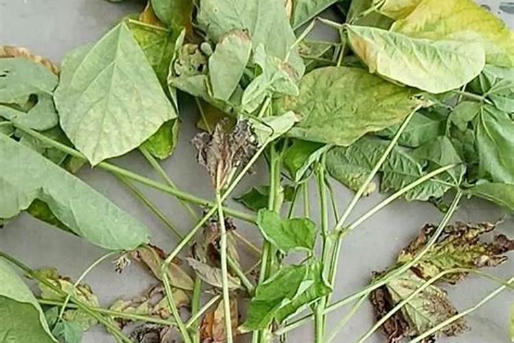 盛果期豇豆出现根部枯黄、脱落现象,高分求助