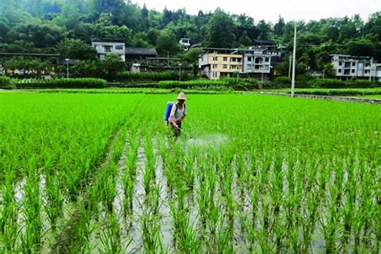 樱桃苗木的施肥追肥要注意哪些问题