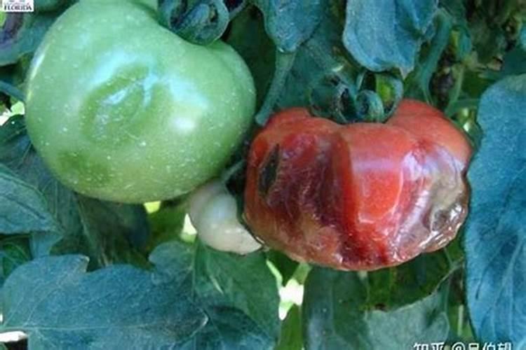 20252030年中国钾肥行业市场调研与投资预测分析报告