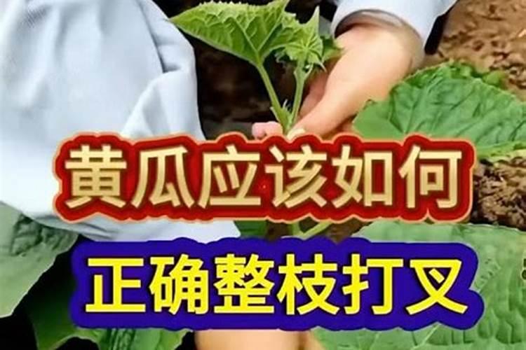 黄瓜果实膨大期如何使用叶面肥