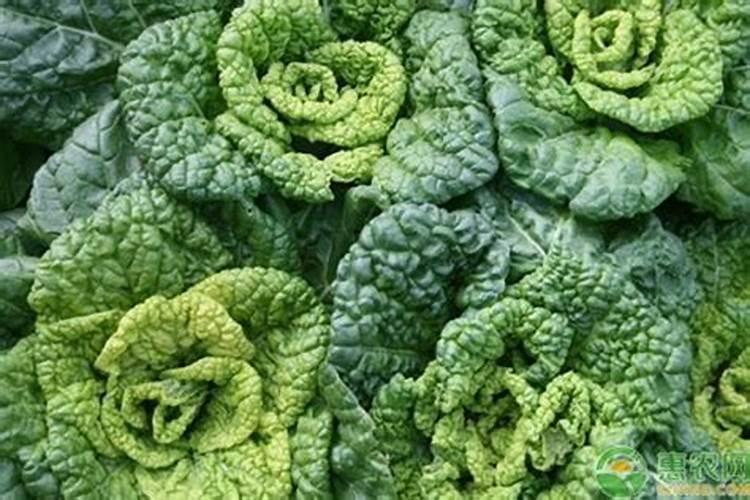 乌塌菜的种植方法#校园分享#