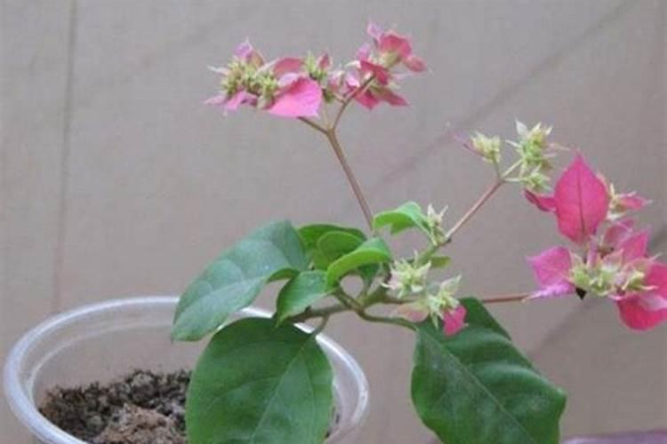 果树上色用叶面肥好还是肥料好