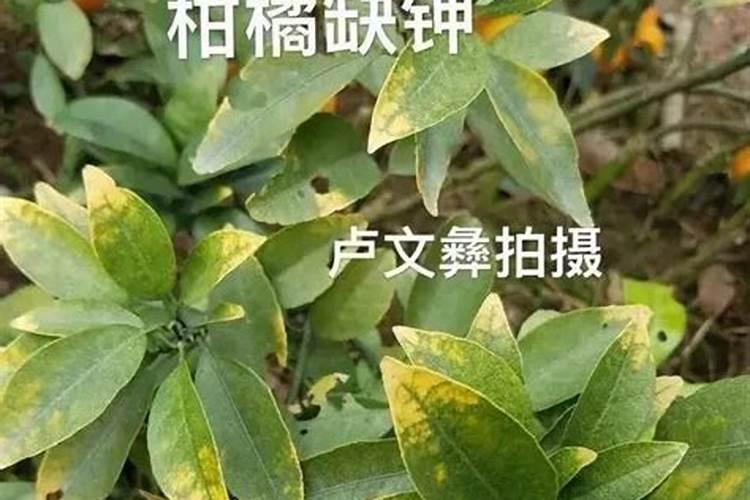 柑橘缺钾几月份时候喷再好？