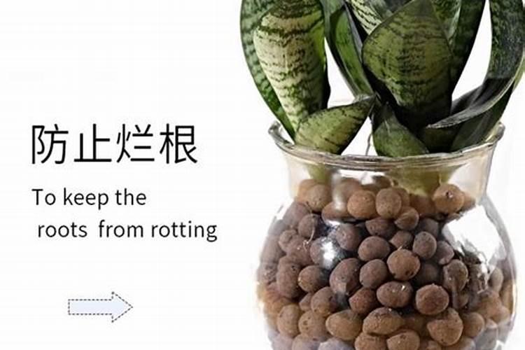 栽发财树用多大陶粒最好？