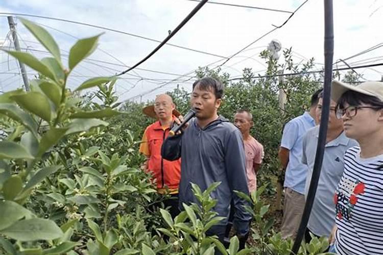 脆蜜金桔怎么保花保果