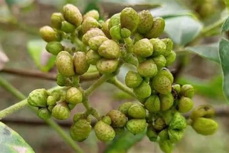 草莓现蕾期冲什么肥