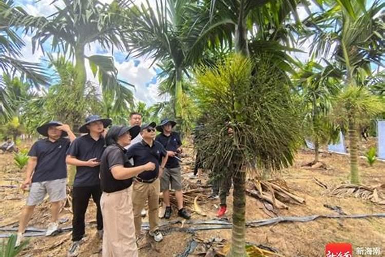 槟榔施什么肥保果