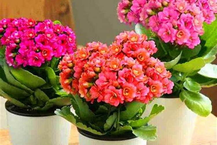 长寿花施肥方法 要注意什么