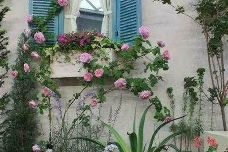 豌豆高产种植技术 豌豆怎么施肥