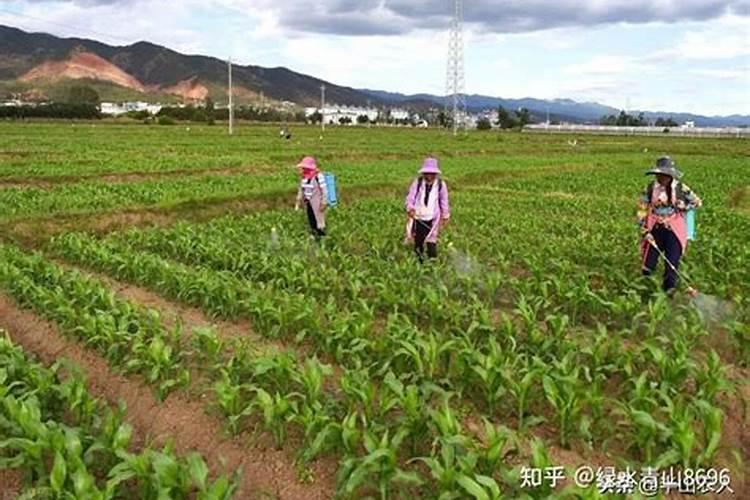 土豆能打芸苔素吗