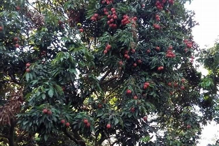 荔枝用什么药可以膨大